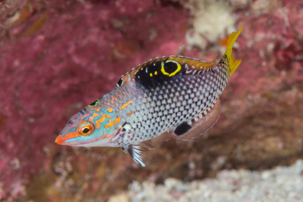 Checkerboard wrasse (Halichoeres hortulanus) — Labridae