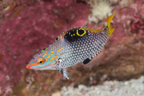 Checkerboard Wrasse