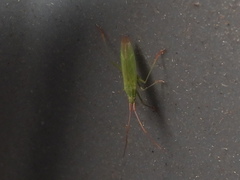 Trigonotylus