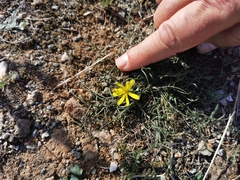 Asteraceae