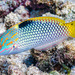Checkerboard Wrasse - Photo (c) Francois Libert, some rights reserved (CC BY-NC), uploaded by Francois Libert