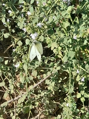 Pieris rapae