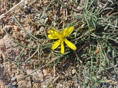 Asteraceae