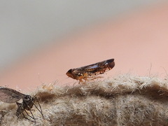Scaphoideus