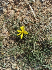 Asteraceae