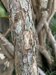 Lecanoromycetes