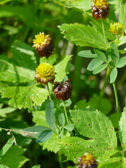 Trifolium badium