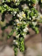 Thymelaea hirsuta