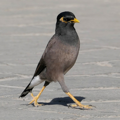 Acridotheres tristis