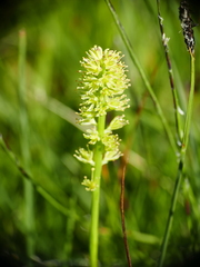 Tofieldia calyculata