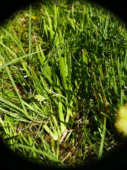 Tofieldia calyculata