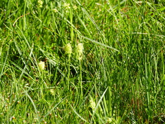 Tofieldia calyculata