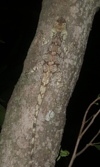 Acanthocercus atricollis