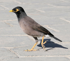 Acridotheres tristis