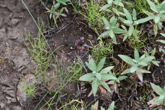 Poa glauca