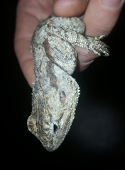 Acanthocercus atricollis