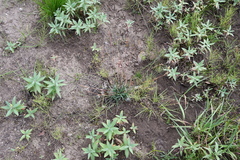 Poa glauca
