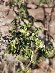 Thymelaea hirsuta