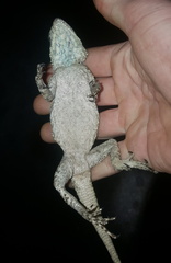 Acanthocercus atricollis