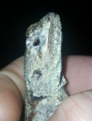 Acanthocercus atricollis