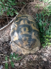 Testudo graeca