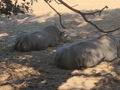 Ceratotherium simum