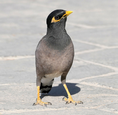 Acridotheres tristis