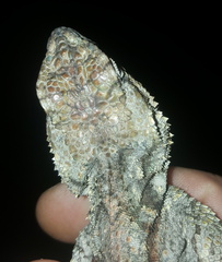 Acanthocercus atricollis