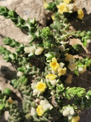 Thymelaea hirsuta