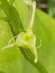 Liparis kumokiri