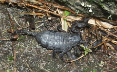 Opisthacanthus