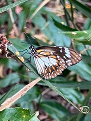 Danaus affinis