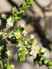 Thymelaea hirsuta