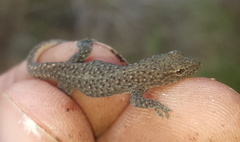 Lygodactylus ocellatus