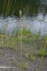 Poa sublanata