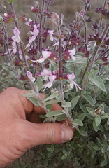 Syncolostemon incanus