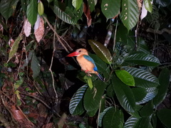 Pelargopsis capensis