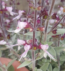 Syncolostemon incanus