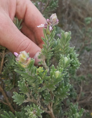 Syncolostemon albiflorus