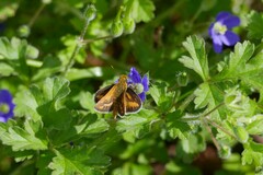 Taractrocera papyria