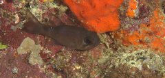 Nectamia bandanensis