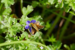 Taractrocera papyria