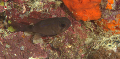 Nectamia bandanensis