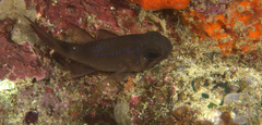 Nectamia bandanensis