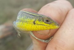 Gerrhosaurus flavigularis