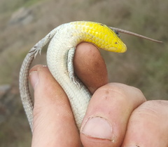 Gerrhosaurus flavigularis