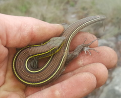 Gerrhosaurus flavigularis