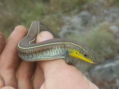 Gerrhosaurus flavigularis