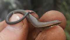 Panaspis wahlbergii