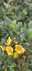 Escallonia myrtilloides